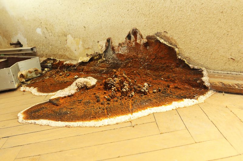 Dry Rot Remediation in Roswell, GA