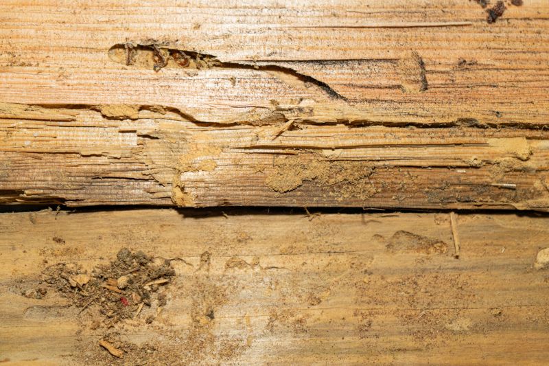 Dry Rot Remediation in Boulder, CO