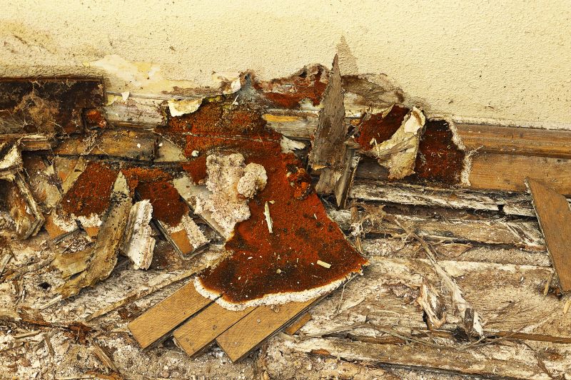 Local Dry Rot Repair Service in Mount Pleasant, SC