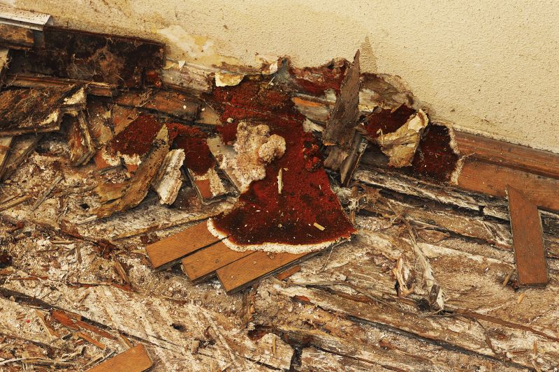 Pest Damage Repair in Olathe, KS