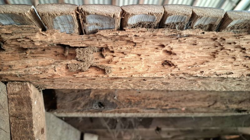 Pest Damage Repair in Longmont, CO