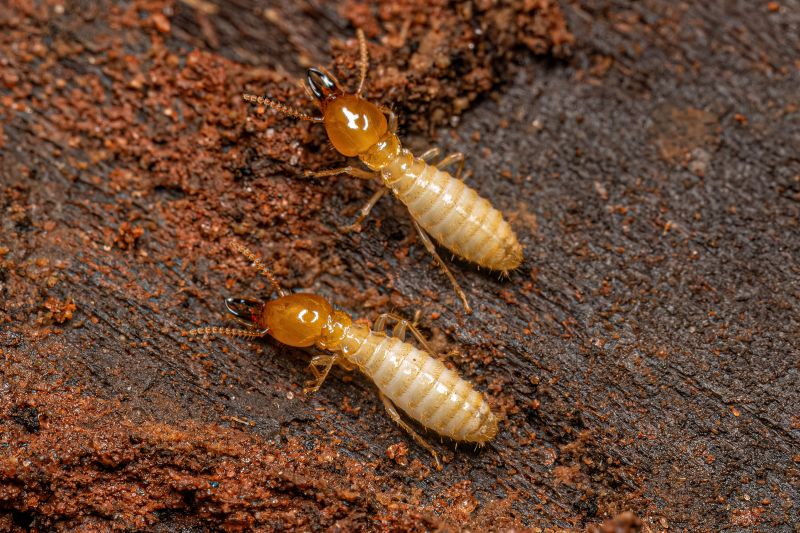 Local Termite Damage Repair Service in Auburn Hills, MI