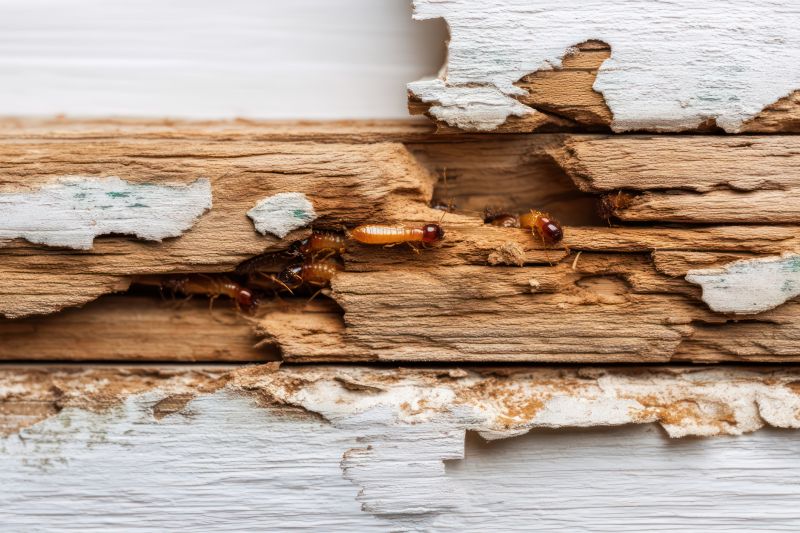 Local Termite Damage Repair Service in Dexter, MI