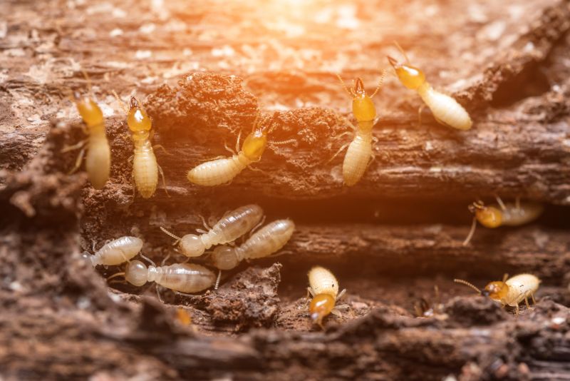 Termite Damage Repair Service