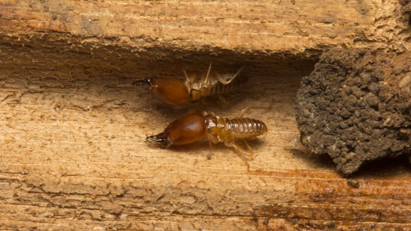 Local Termite Damage Repair Service in Englewood, FL