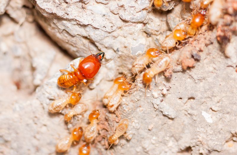 Termite Damage Repair Service in Longmont, CO