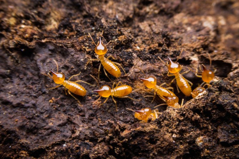 Termite Damage Repair Service in Kansas City, KS