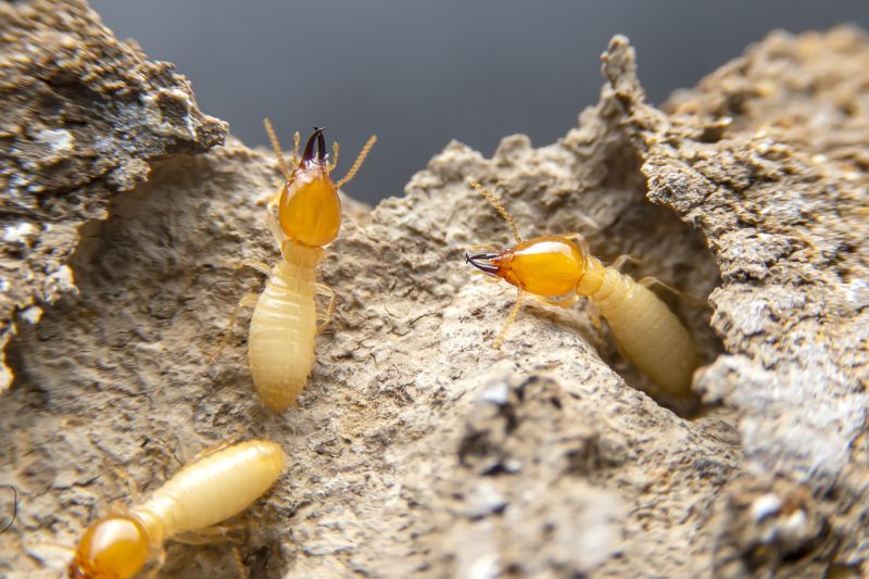Termite Damage Repair Service