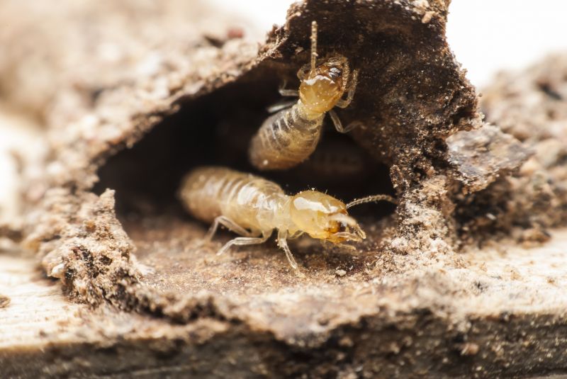 Termite Damage Repair Service