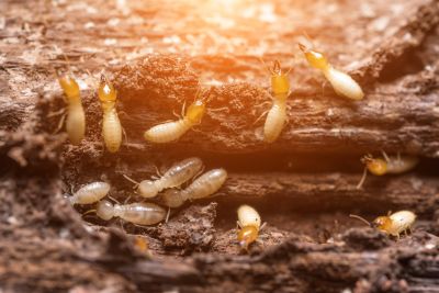 Local Termite Damage Repair Service in New Castle, DE