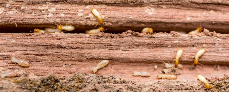 Termite Damage Repair Service