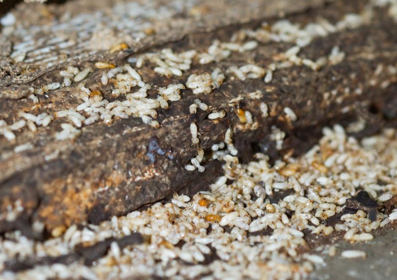 Local Termite Damage Repair Service in Orange Park, FL