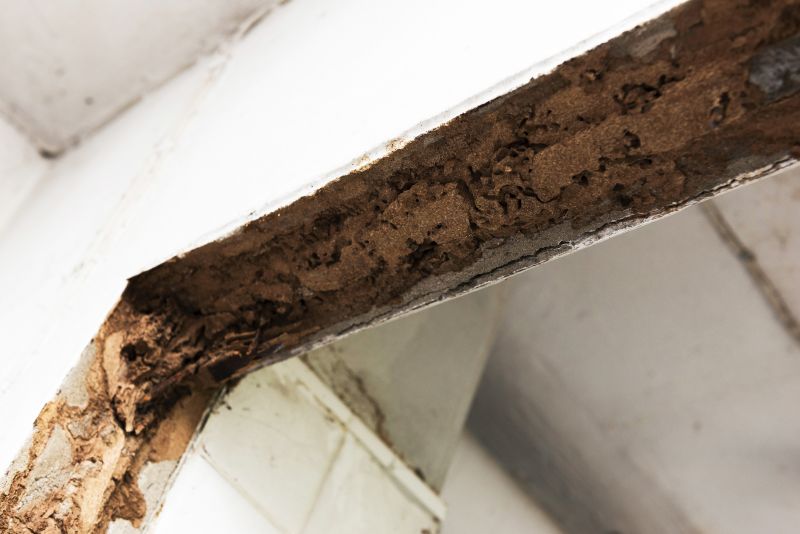Local Termite Damage Repair Service in Rocky Point, NC