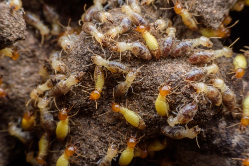 Local Termite Damage Repair Service in Roswell, GA