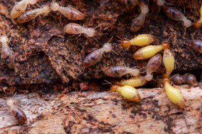 Termite Damage Repair Service