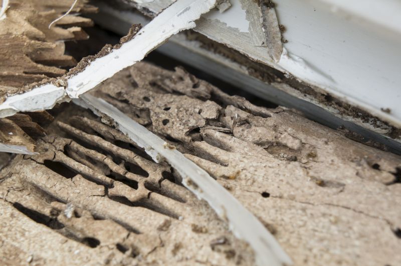 Termite Damage Restoration in Conroe, TX