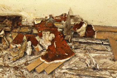 Dry Rot Remediation in Littleton, CO