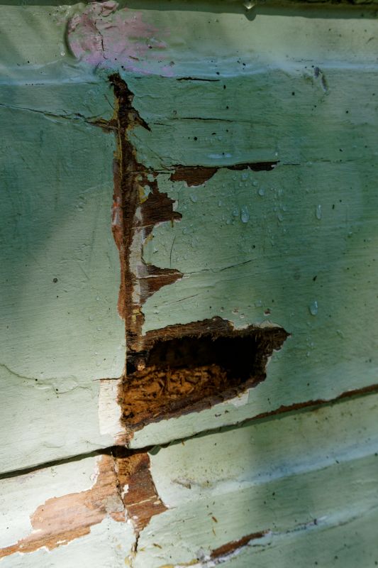 Wood Decay Removal in Arvada, CO