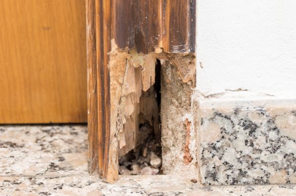 Dry Rot Remediation Service