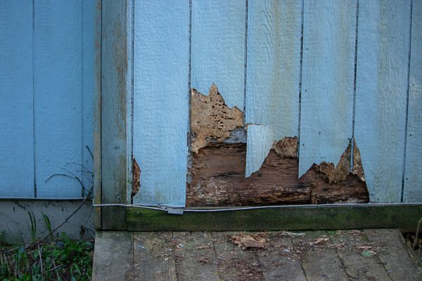 Pest Damage Repair